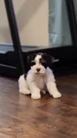 Toto, a male Miniature Schnauzer for sale in Long Lane, MO – 4 of 6