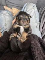 Sapphire, a female Australian Shepherd for sale in Huntington Beach, CA – Photo 1 of 6