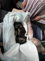 Sapphire, a female Australian Shepherd for sale in Huntington Beach, CA – Photo 6 of 6