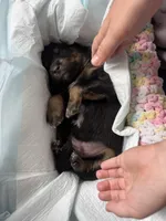 Sapphire, a female Australian Shepherd for sale in Huntington Beach, CA – Photo 3 of 6