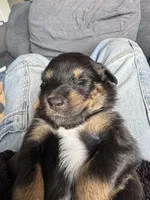 Sapphire, a female Australian Shepherd for sale in Huntington Beach, CA – Photo 4 of 6