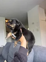 Sapphire, a female Australian Shepherd for sale in Huntington Beach, CA – Photo 5 of 6