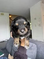 Sapphire, a female Australian Shepherd for sale in Huntington Beach, CA – Photo 2 of 6