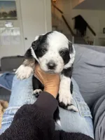 Porky, a male Australian Shepherd for sale in Huntington Beach, CA – Photo 3 of 3