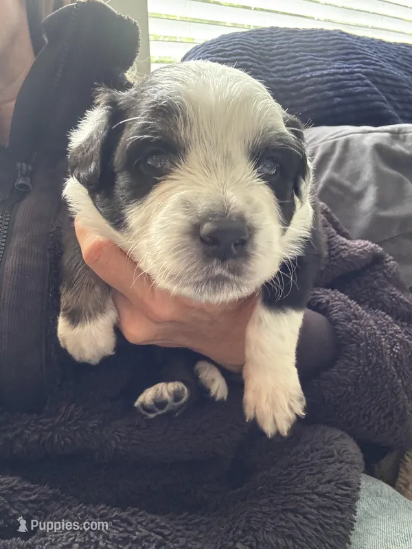 Porky – Australian Shepherd puppy for sale in Huntington Beach, CA