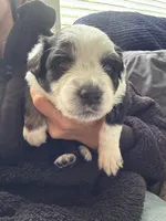 Porky, a male Australian Shepherd for sale in Huntington Beach, CA – Photo 1 of 3