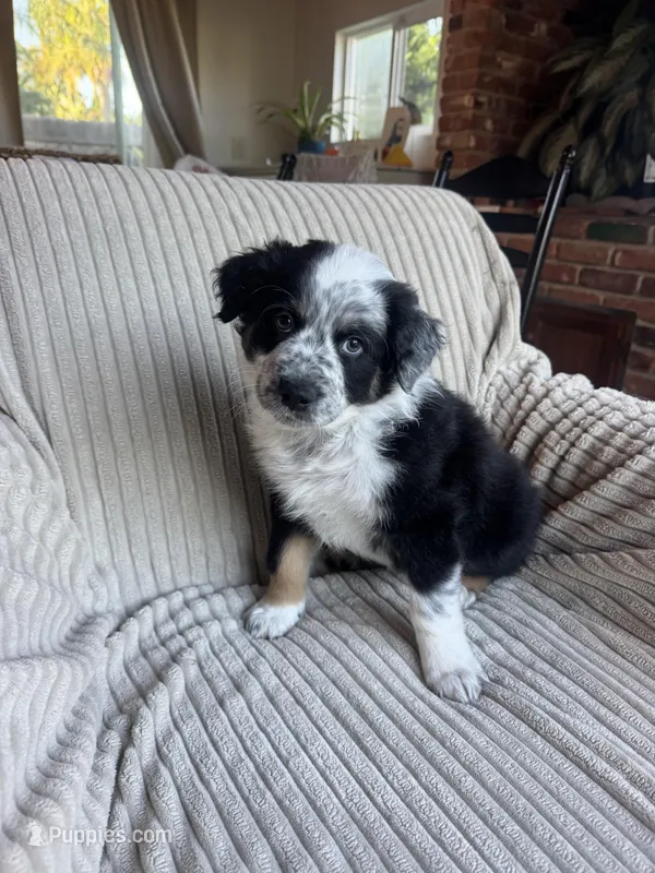 Porky – Australian Shepherd puppy for sale in Huntington Beach, CA