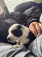 Porky, a male Australian Shepherd for sale in Huntington Beach, CA – Photo 2 of 3