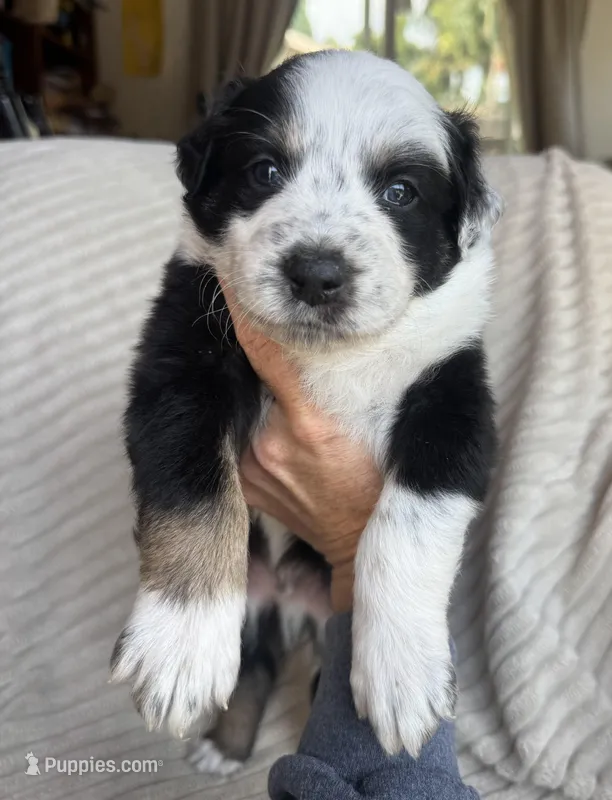 Porky – Australian Shepherd puppy for sale in Huntington Beach, CA