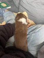 Bruno, a male Australian Shepherd for sale in Huntington Beach, CA – Photo 5 of 5