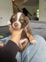 Bruno, a male Australian Shepherd for sale in Huntington Beach, CA – Photo 3 of 5