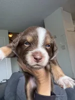 Bruno, a male Australian Shepherd for sale in Huntington Beach, CA – Photo 2 of 5