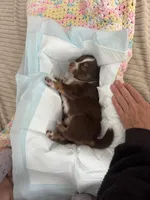 Bruno, a male Australian Shepherd for sale in Huntington Beach, CA – Photo 4 of 5