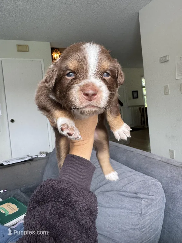 Bruno – Australian Shepherd puppy for sale in Huntington Beach, CA