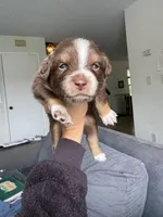 Bruno, a male Australian Shepherd for sale in Huntington Beach, CA – Photo 1 of 5