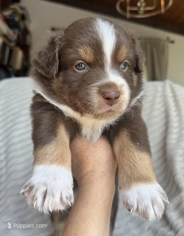 Bruno – Australian Shepherd puppy for sale in Huntington Beach, CA