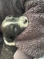 Monroe , a female Australian Shepherd for sale in Huntington Beach, CA – Photo 2 of 3