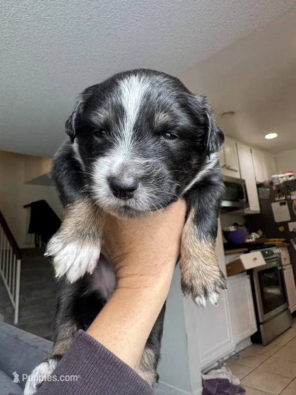 Monroe  – Australian Shepherd puppy for sale in Huntington Beach, CA