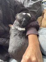 Monroe , a female Australian Shepherd for sale in Huntington Beach, CA – Photo 3 of 3