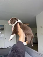 Keanu, a male Australian Shepherd for sale in Huntington Beach, CA – Photo 4 of 4