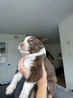 Keanu, a male Australian Shepherd for sale in Huntington Beach, CA – Photo 3 of 4