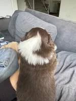 Keanu, a male Australian Shepherd for sale in Huntington Beach, CA – Photo 2 of 4