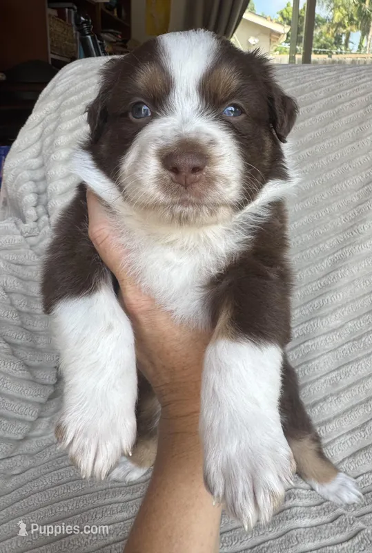 Keanu – Australian Shepherd puppy for sale in Huntington Beach, CA