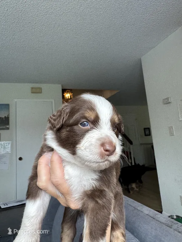 Keanu – Australian Shepherd puppy for sale in Huntington Beach, CA