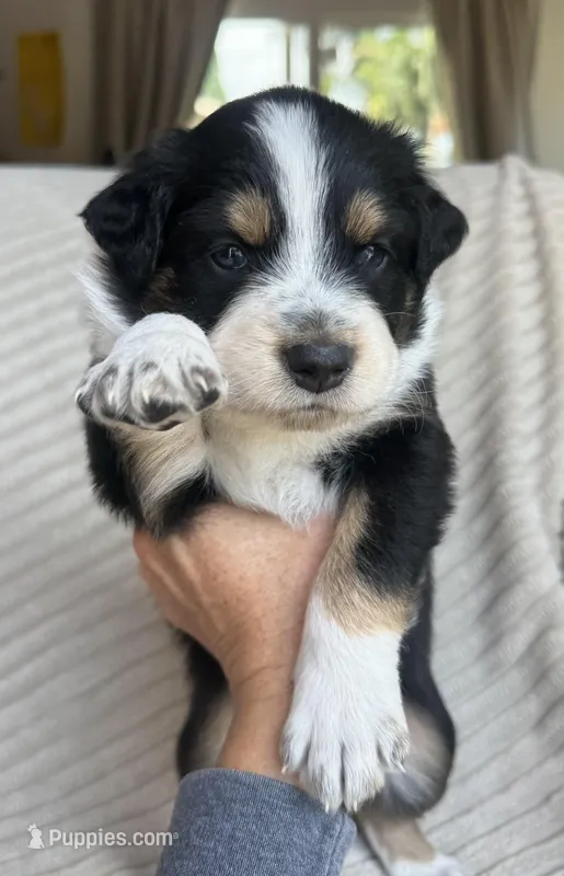 Achilles – Australian Shepherd puppy for sale in Huntington Beach, CA