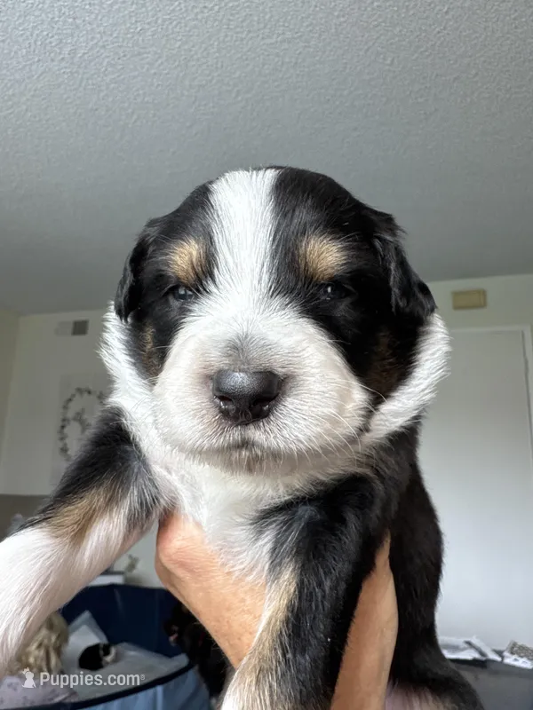 Achilles – Australian Shepherd puppy for sale in Huntington Beach, CA