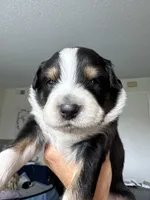 Achilles, a male Australian Shepherd for sale in Huntington Beach, CA – Photo 1 of 4