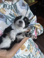 Achilles, a male Australian Shepherd for sale in Huntington Beach, CA – Photo 3 of 4