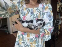 Achilles, a male Australian Shepherd for sale in Huntington Beach, CA – Photo 4 of 4