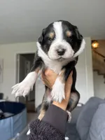 Achilles, a male Australian Shepherd for sale in Huntington Beach, CA – Photo 2 of 4