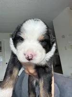 Rain, a male Australian Shepherd for sale in Huntington Beach, CA – Photo 2 of 5