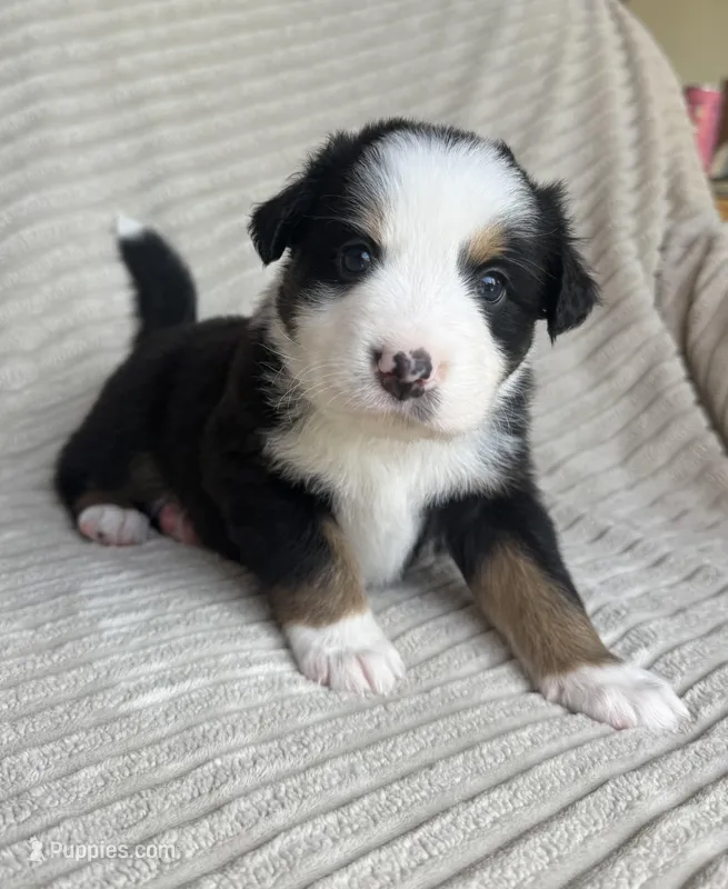 Rain – Australian Shepherd puppy for sale in Huntington Beach, CA