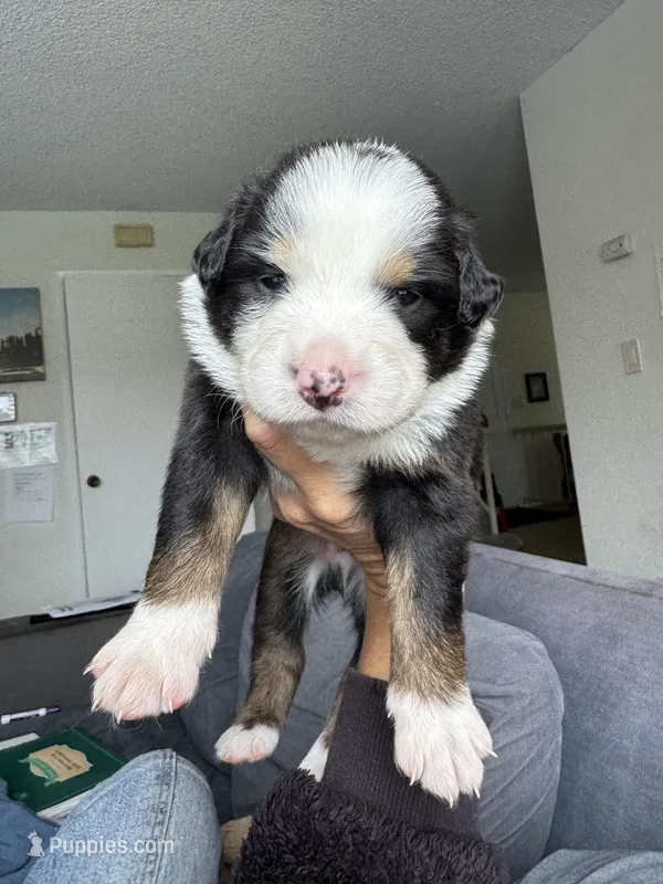 Rain – Australian Shepherd puppy for sale in Huntington Beach, CA