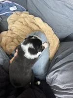 Rain, a male Australian Shepherd for sale in Huntington Beach, CA – Photo 4 of 5