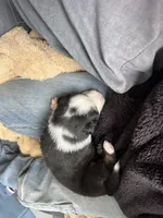 Rain, a male Australian Shepherd for sale in Huntington Beach, CA – Photo 5 of 5