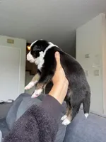 Rain, a male Australian Shepherd for sale in Huntington Beach, CA – Photo 3 of 5