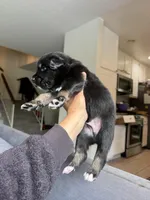 River, a male Australian Shepherd for sale in Huntington Beach, CA – Photo 3 of 3