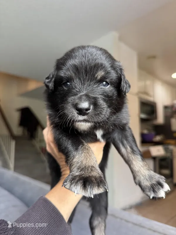 River – Australian Shepherd puppy for sale in Huntington Beach, CA