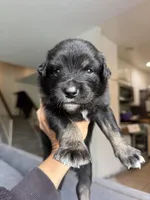 River, a male Australian Shepherd for sale in Huntington Beach, CA – Photo 1 of 3