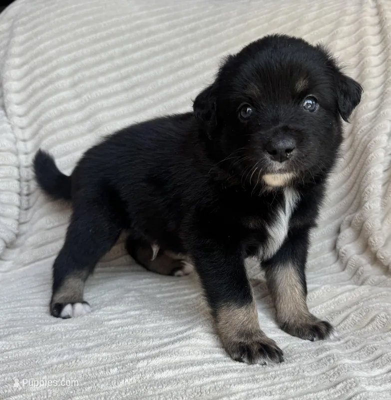 River – Australian Shepherd puppy for sale in Huntington Beach, CA