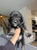 River, a male Australian Shepherd for sale in Huntington Beach, CA – Photo 2 of 3