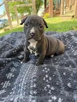 Jack, a male American Bully for sale in Sharon, PA – 5 of 6