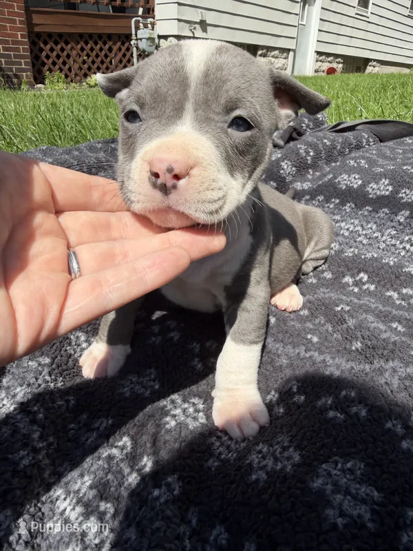 Lucy  – American Bully puppy for sale in Sharon, PA