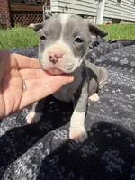 Lucy , a female American Bully for sale in Sharon, PA – 1 of 6