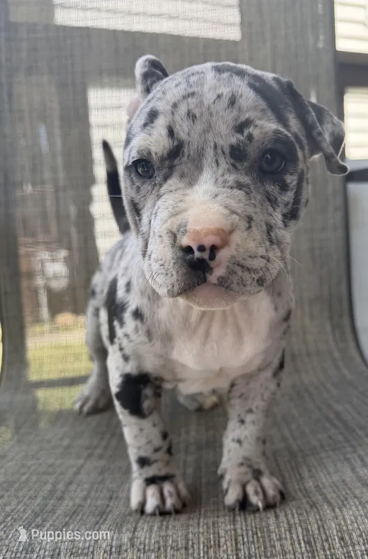 Hera – American Bully puppy for sale in Sharon, PA