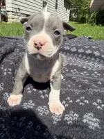 Lucy , a female American Bully for sale in Sharon, PA – 3 of 6